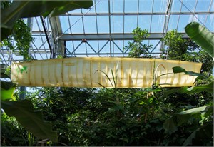 Tropenhaus Wolhusen, 20. September 2012 bis 2015

Schiff, Epoxy, 620 x 170 x 75cm